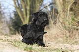 SCHNAUZER GEANT 022